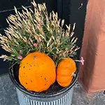 The Pigeon Nest Апартаменты *
